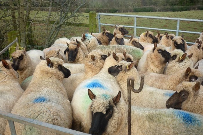 Ewes collected for their vaccinations